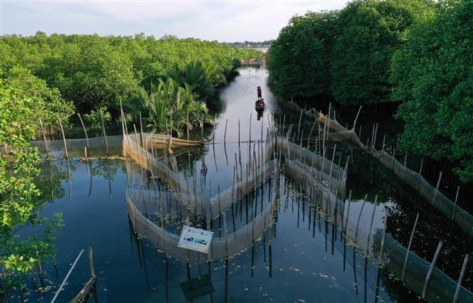 Thua Thien-Hue planea expandir el bosque de cinco hectáreas para reducir el impacto del cambio climático y desarrollar el ecoturismo (Foto: VNA)