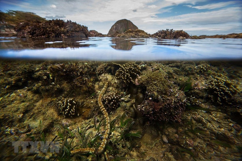 La belleza del arrecife de coral de 150 m de largo en Phu Yen. (Fuente: VNA)