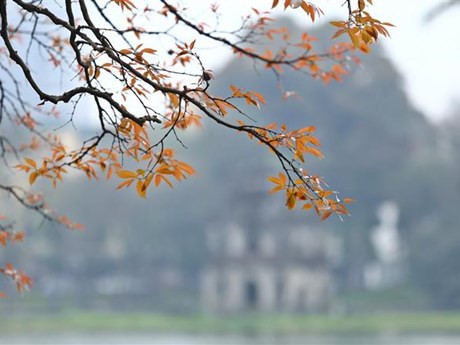 El lagerstroemia es conocido como Bang Lang en el idioma vietnamita. (Foto: VNA)