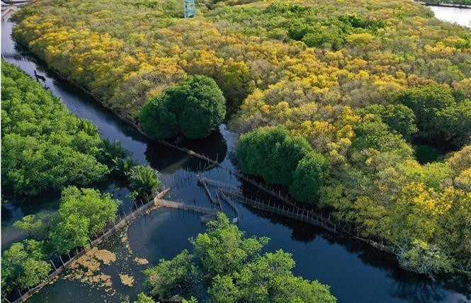 El bosque de manglares primario de Ru Cha se encuentra en la comuna de Huong Phong, ciudad de Huong Tra, provincia de Thua Thien-Hue. (Foto: VNA)