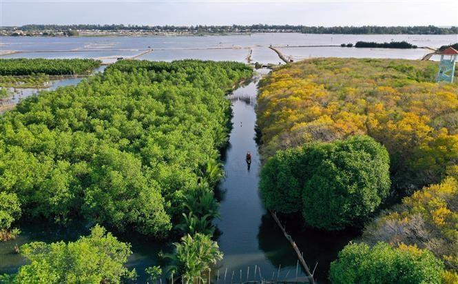 Cuando llega el otoño, el bosque se cubre de un color amarillo brillante, creando un entorno tranquilo (Foto: VNA)