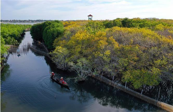 El bosque de manglares primario de Ru Cha se encuentra en la comuna de Huong Phong, ciudad de Huong Tra, provincia de Thua Thien-Hue. (Foto: VNA)