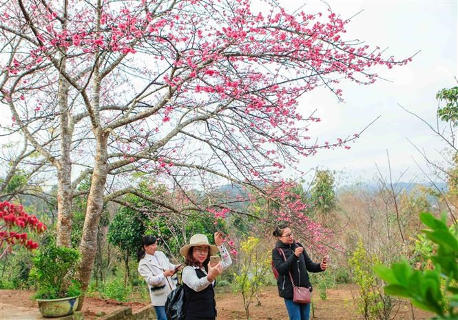 Visitantes posan en el campo de cerezos (Fuente: VNA)
