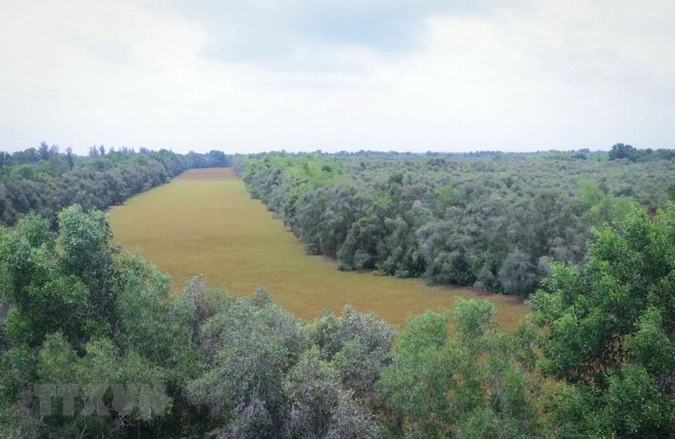 Numerosas especies valiosas están conservando en el Parque de preservación Dong Thap Muoi. (Fuente: VNA)