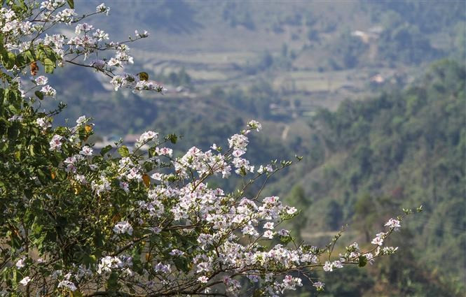 Este año, el sexto Festival de Flores Ban se realizará del 13 al 18 de marzo en la provincia de Dien Bien. (Foto: VNA)