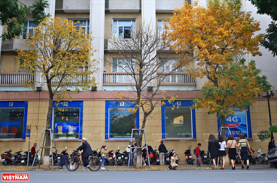 Si Japón y Corea del Sur atraen a turistas por los colores de las hojas de arce rojo y las flores de cerezo, en la primavera, Hanoi seduce a los viajeros por sus colores de hojas de diferentes plantas. (Foto: VNA)