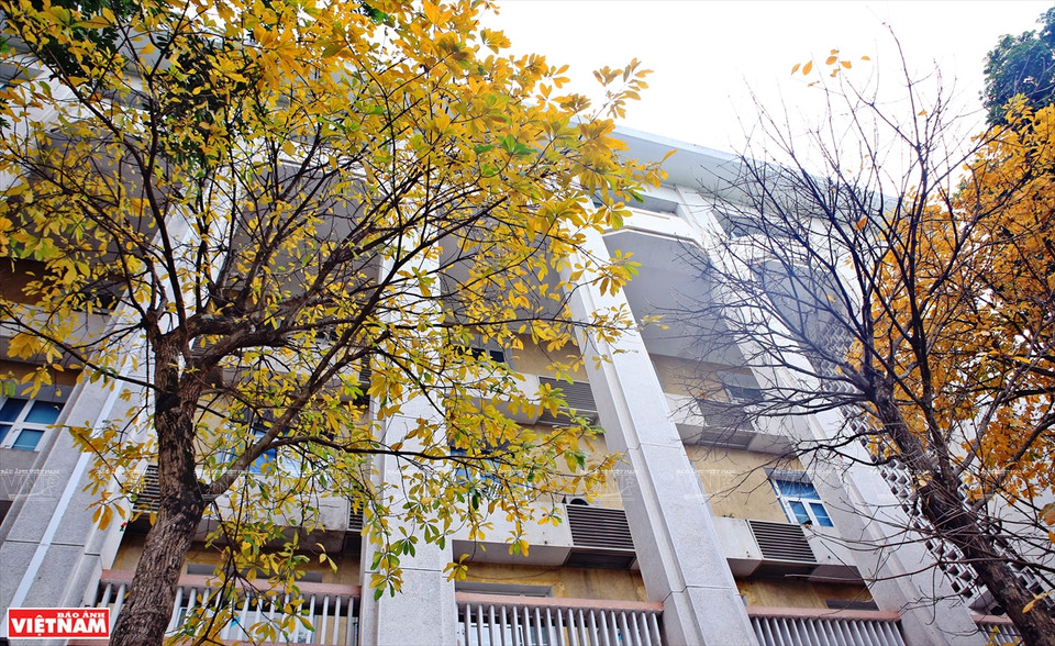 Si Japón y Corea del Sur atraen a turistas por los colores de las hojas de arce rojo y las flores de cerezo, en la primavera, Hanoi seduce a los viajeros por sus colores de hojas de diferentes plantas. (Foto: VNA)