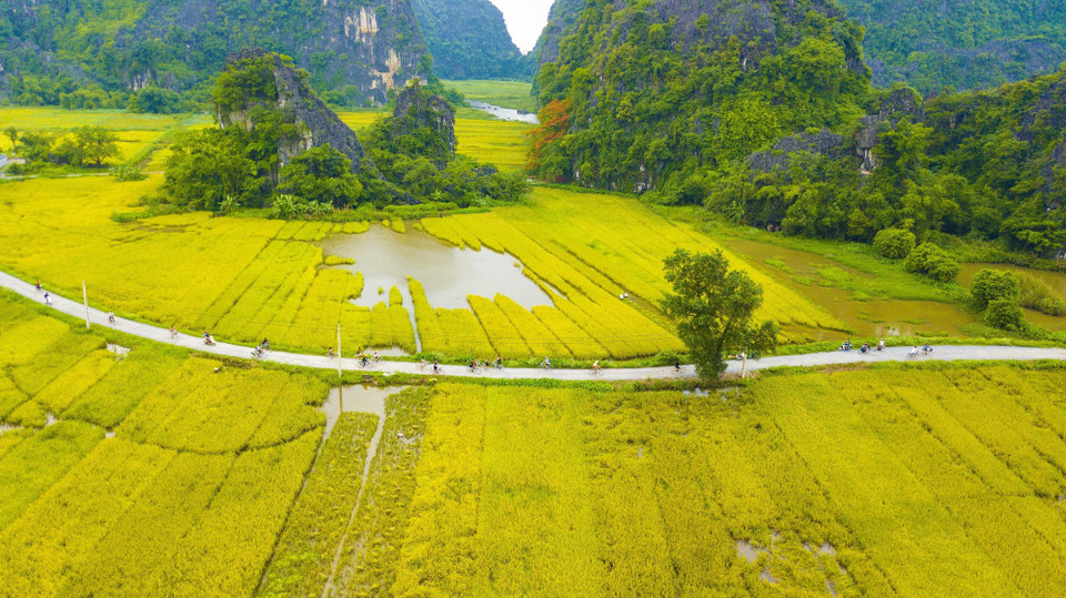 En esta temporada de cosecha de arroz, Ninh Binh es una de las atracciones turísticas de Vietnam. (Fuente: VNA)