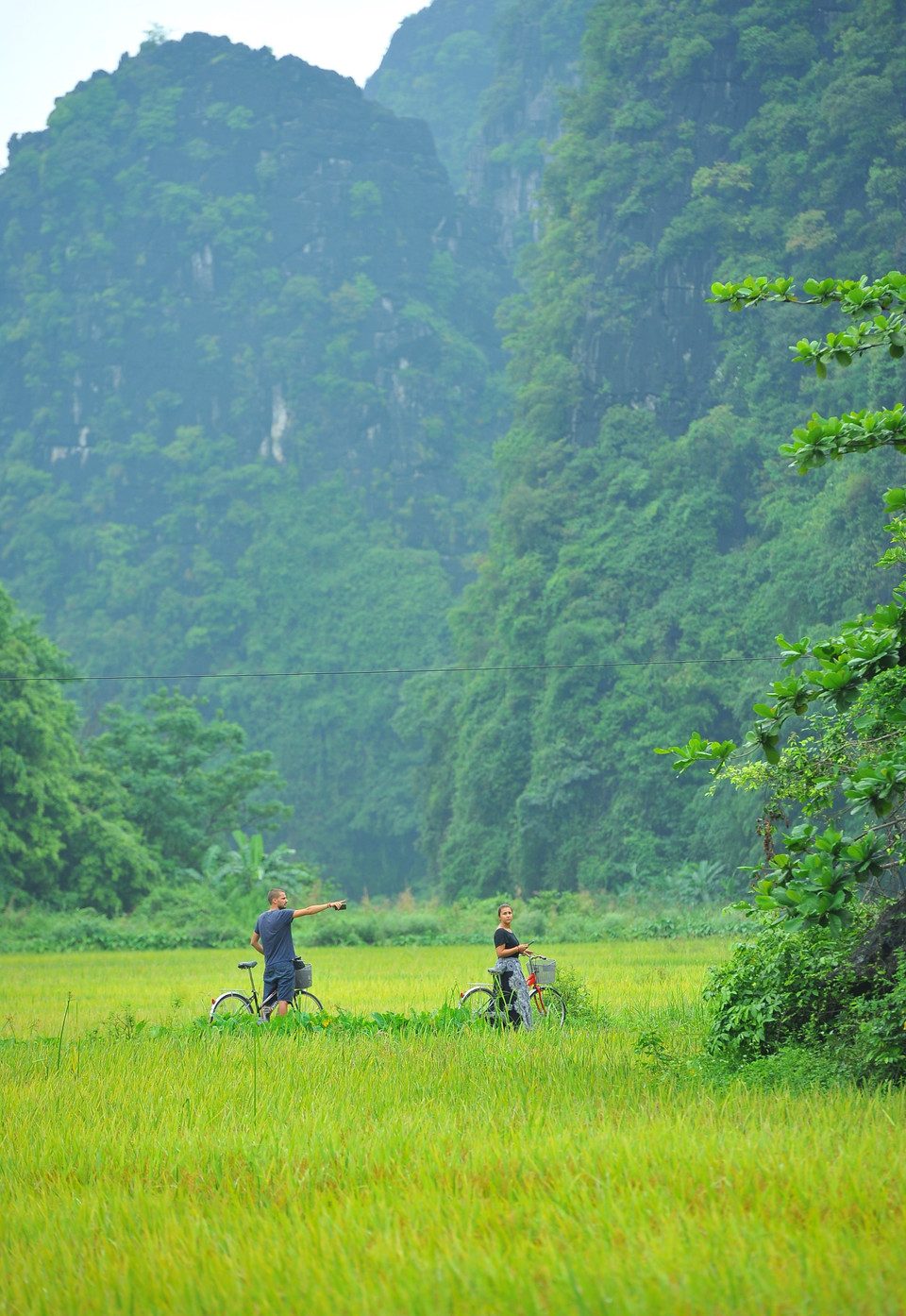 En esta temporada de cosecha de arroz, Ninh Binh es una de las atracciones turísticas de Vietnam. (Fuente: VNA)