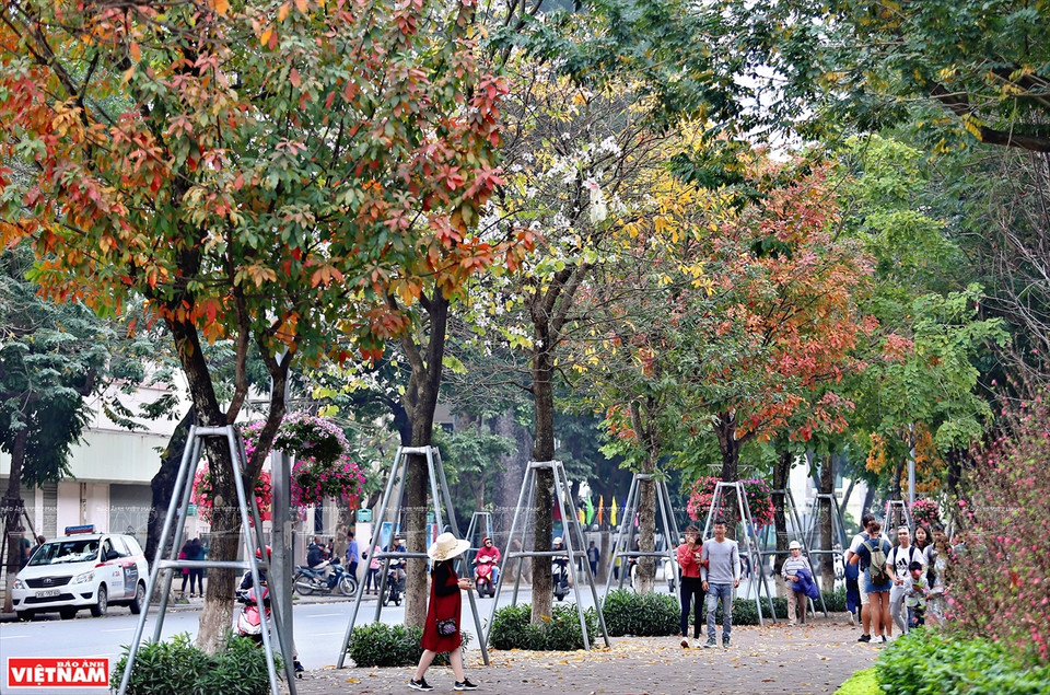 Si Japón y Corea del Sur atraen a turistas por los colores de las hojas de arce rojo y las flores de cerezo, en la primavera, Hanoi seduce a los viajeros por sus colores de hojas de diferentes plantas. (Foto: VNA)