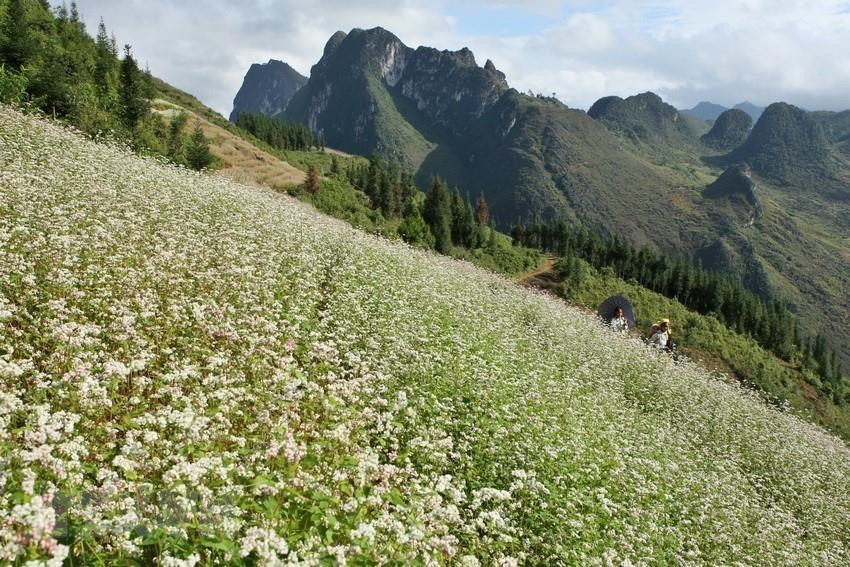 Temporada de flores de trigo sarraceno en Dong Van. (Foto: VNA)