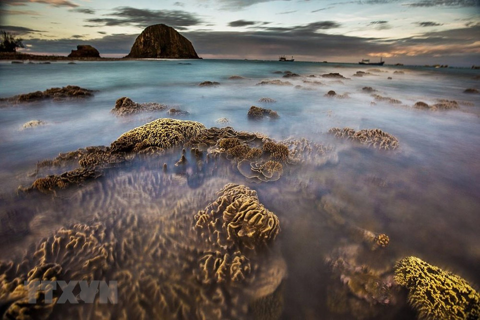 La belleza del arrecife de coral de 150 m de largo en Phu Yen. (Fuente: VNA)