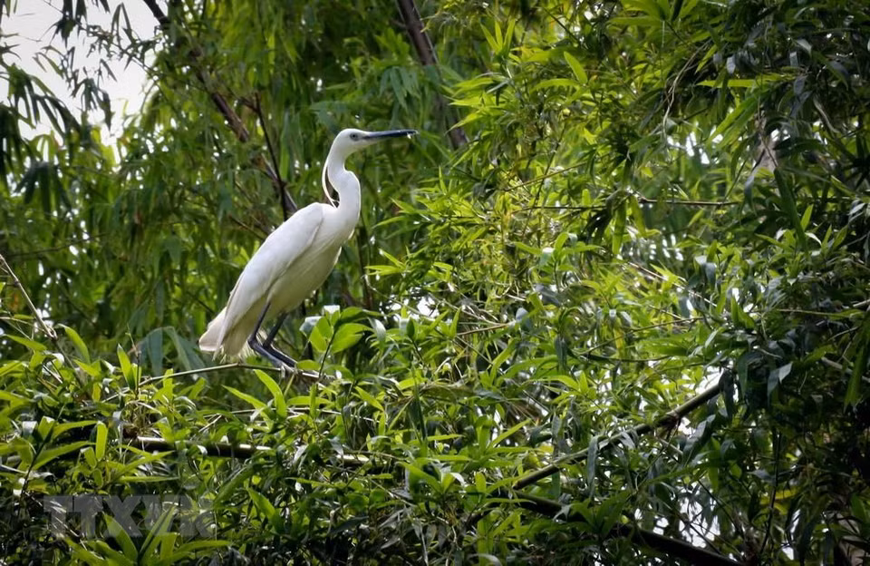 El Parque de preservación Dong Thap Muoi dispone de 107 hectáreas. (Fuente: VNA)