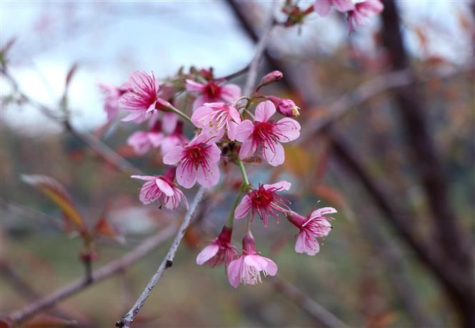 El clima en Dien Bien es favorable para el crecimiento de las plantas de durazno (Fuente: VNA)