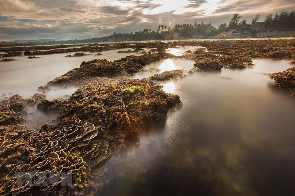 En la tarde con el marea baja, los arrecifes de coral aparecen en la superficie del agua. (Fuente: VNA)