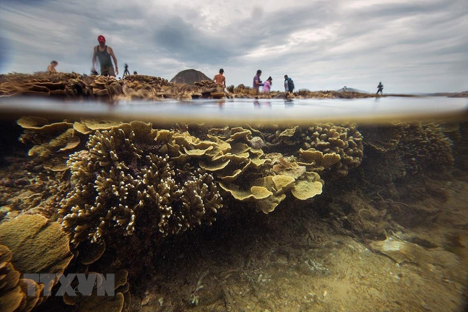 En la tarde con el marea baja, los arrecifes de coral aparecen en la superficie del agua. (Fuente: VNA)
