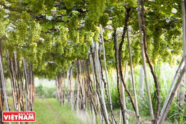 Los viñedos atraen cada vez más a los visitantes en su viaje para explorar Ninh Thuan. Fuente: VNA