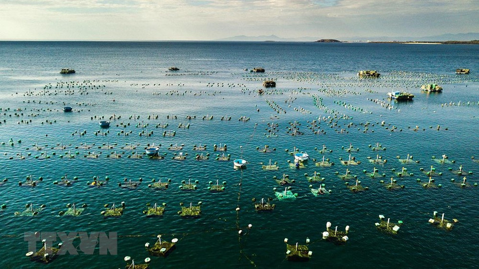 Vista del cultivo de langostas en Hon Yen desde arriba. (Fuente: VNA)