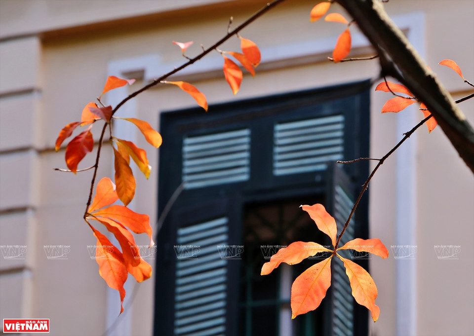 Si Japón y Corea del Sur atraen a turistas por los colores de las hojas de arce rojo y las flores de cerezo, en la primavera, Hanoi seduce a los viajeros por sus colores de hojas de diferentes plantas. (Foto: VNA)