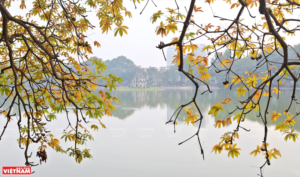Si Japón y Corea del Sur atraen a turistas por los colores de las hojas de arce rojo y las flores de cerezo, en la primavera, Hanoi seduce a los viajeros por sus colores de hojas de diferentes plantas. (Foto: VNA)