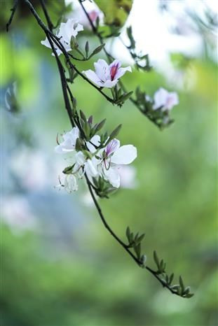 Flores Ban en la provincia de Dien Bien. (Foto: VNA)