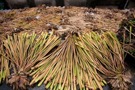 Después de ser cosechado, el tallo largo del camalote se seca antes de utilizar como materias primas para fabricar estera, alfombra, canasta, bolso y sombrero (Fuente: Internet)