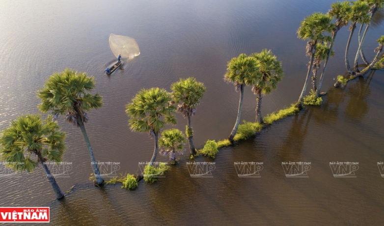 Temporada de crecida de agua en Delta del Mekong (Fuente: VNA)