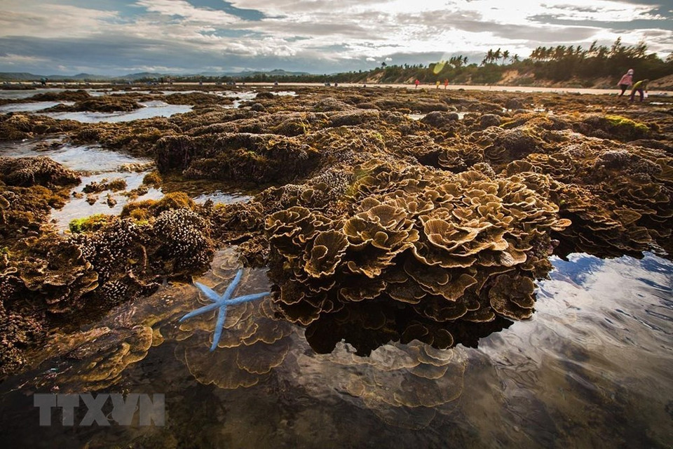 La belleza del arrecife de coral de 150 m de largo en Phu Yen. (Fuente: VNA)