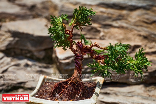 Los minibonsáis se cultivan en macetas pequeñas con una altura máxima de 15 cm desde las raíces hasta la parte superior. (Fuente: VNA)