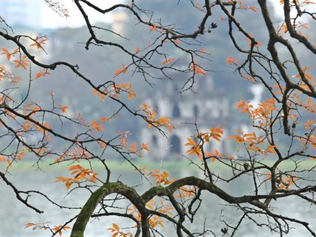 En la primavera, los centenarios árboles de lagerstroemia alrededor del lago Hoan Kiem muestran sus nuevas hojas, creando un escenario romántico en el casco antiguo de Hanoi. (Foto: VNA)