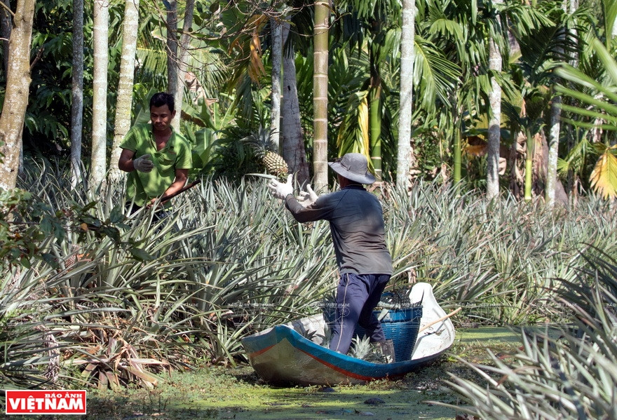 Cultivadores cosechan ananás con botes. (Fuente: VNA)