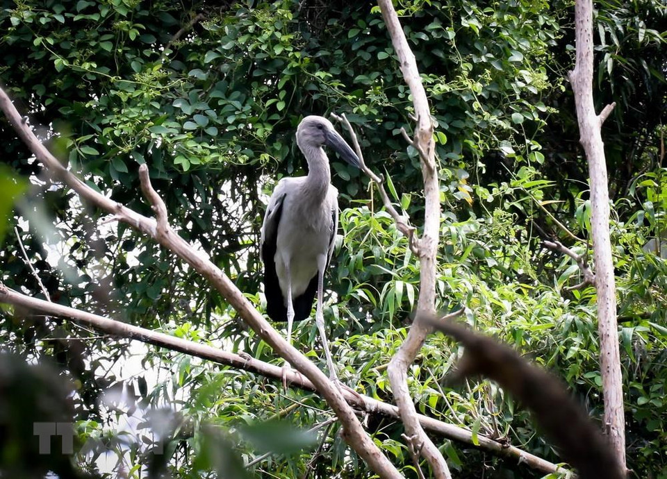 Numerosas especies valiosas están conservando en el Parque de preservación Dong Thap Muoi. (Fuente: VNA)