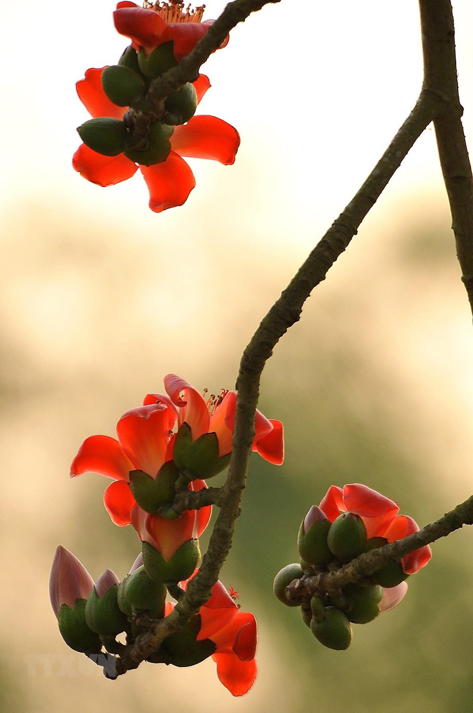 La floración de Bambax ceiba es el signo del culmino de la estación del frío en el norte de Vietnam. (Fuente: VNA)