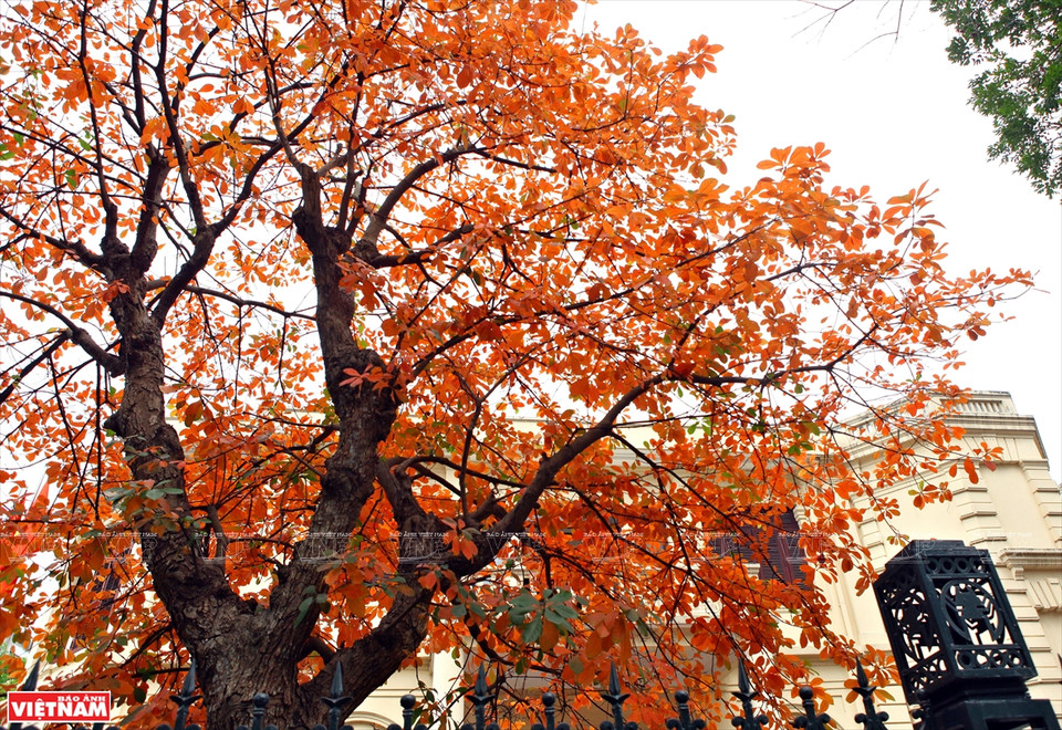 Si Japón y Corea del Sur atraen a turistas por los colores de las hojas de arce rojo y las flores de cerezo, en la primavera, Hanoi seduce a los viajeros por sus colores de hojas de diferentes plantas. (Foto: VNA)