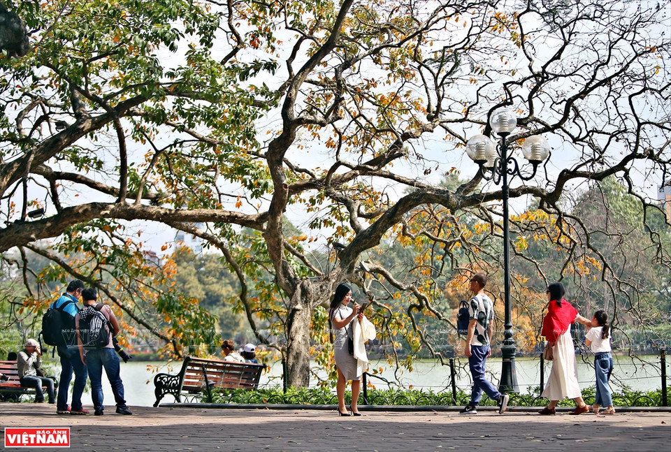 Si Japón y Corea del Sur atraen a turistas por los colores de las hojas de arce rojo y las flores de cerezo, en la primavera, Hanoi seduce a los viajeros por sus colores de hojas de diferentes plantas. (Foto: VNA)