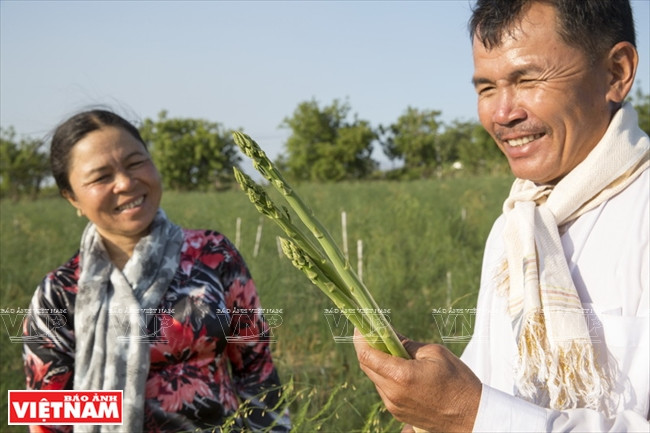 Campesinos cultivan espárragos. Fuente: VNA