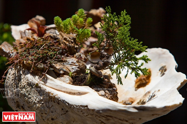 Un minionsái en una concha. (Fuente: VNA)