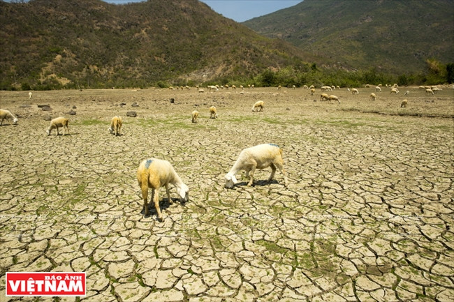 Durante el marzo y el abril, los embalses en NinhThuan se secan, por eso es difícil para el ganado encontrar comida. Fuente: VNA