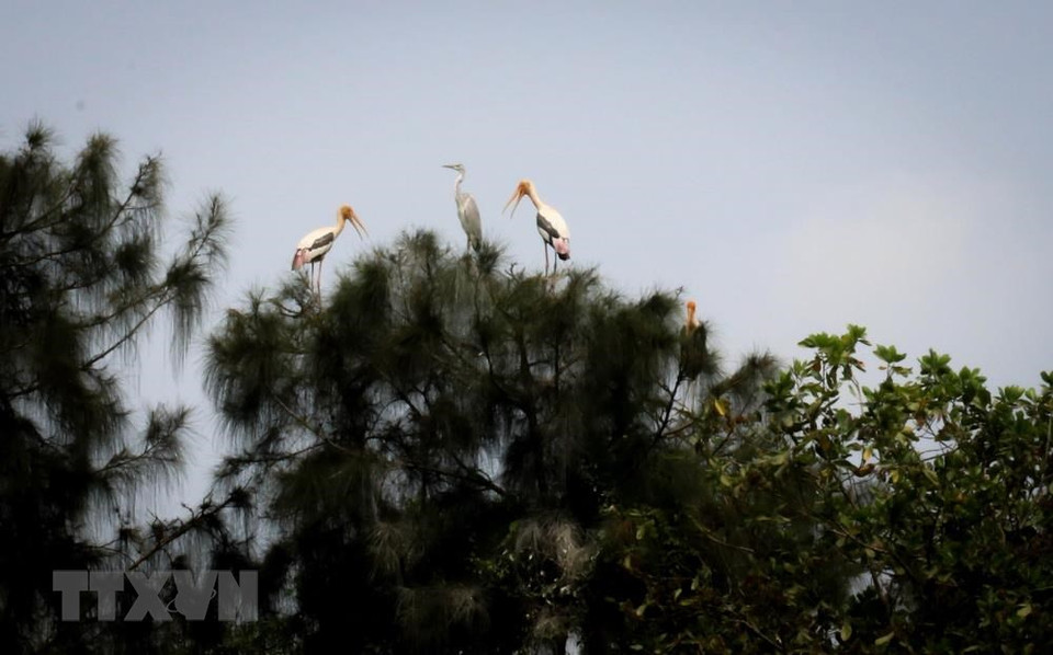 Numerosas especies valiosas están conservando en el Parque de preservación Dong Thap Muoi. (Fuente: VNA)