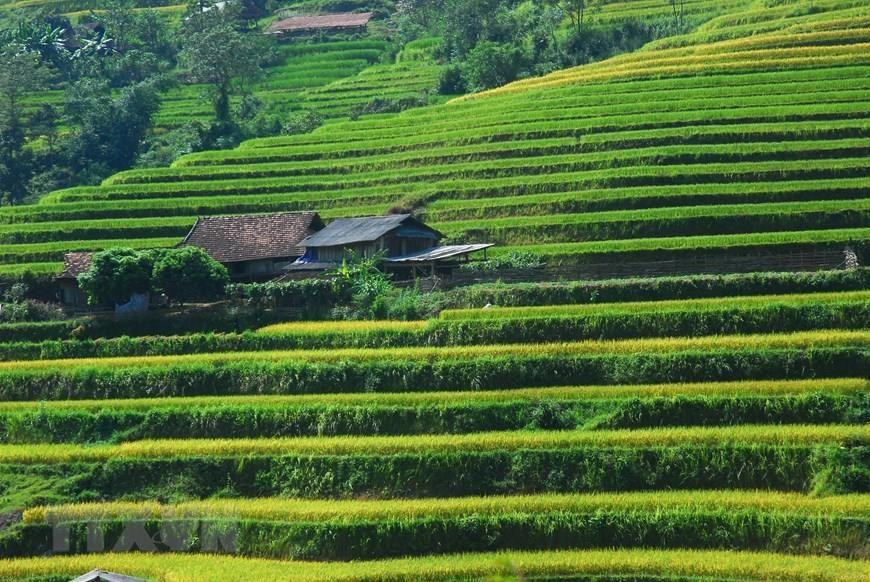Las terrazas arrozales en Hoang Su Phi es conocido como patrimonio nacional. Foto: VNA) 