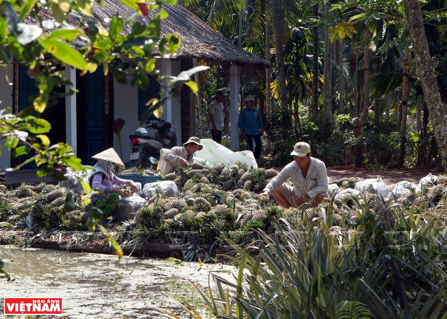 La compra y venta de ananás en la aldea Thoi Quan, districto Go Quao. (Fuente: VNA)
