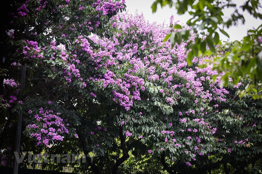 Los árboles de Bang lang a menudo se plantan a lo largo de las calles para ofrecer a la ciudad más zonas de aire fresco (Fuente:Vietnamplus)