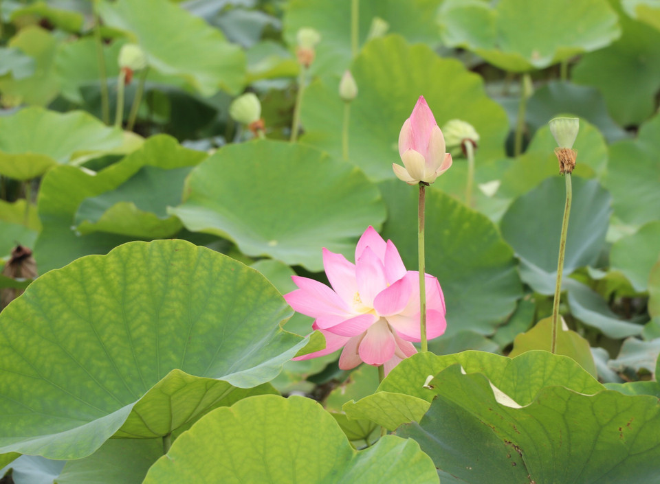 Impresionante temporada de floración de lotos en Ninh Binh (Fuente: VNA)