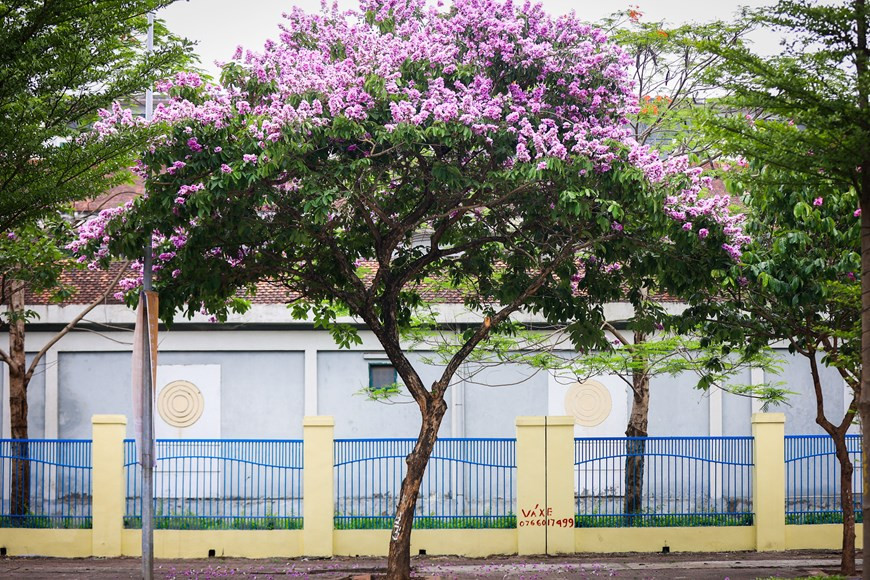 Árboles de Bang lang se plantan en numerosas calles capitalinas, especialmente Tran Thai Tong, Kim Ma, Nguyen Khanh Toan y Dao Tan (Fuente:Vietnamplus)