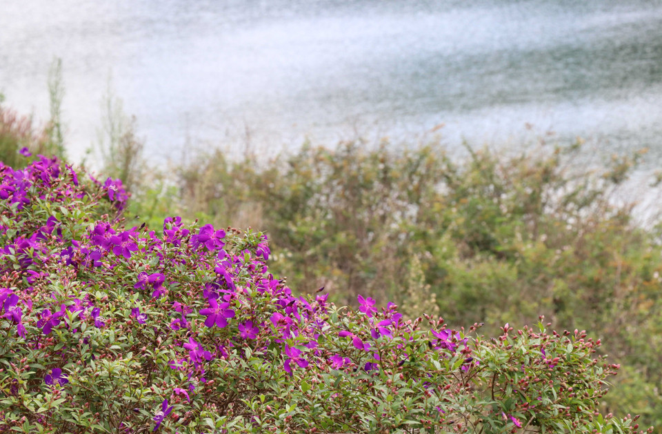 Flores brillantes ofrecen la belleza más romántica del lago (Fuente: VNA)