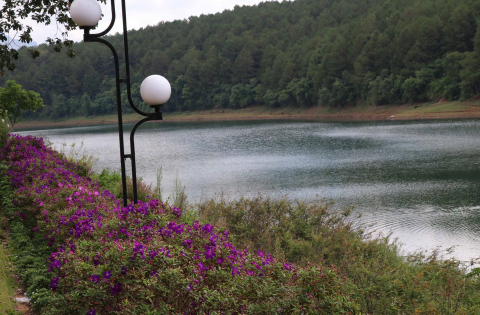 Flores brillantes ofrecen la belleza más romántica del lago (Fuente: VNA)