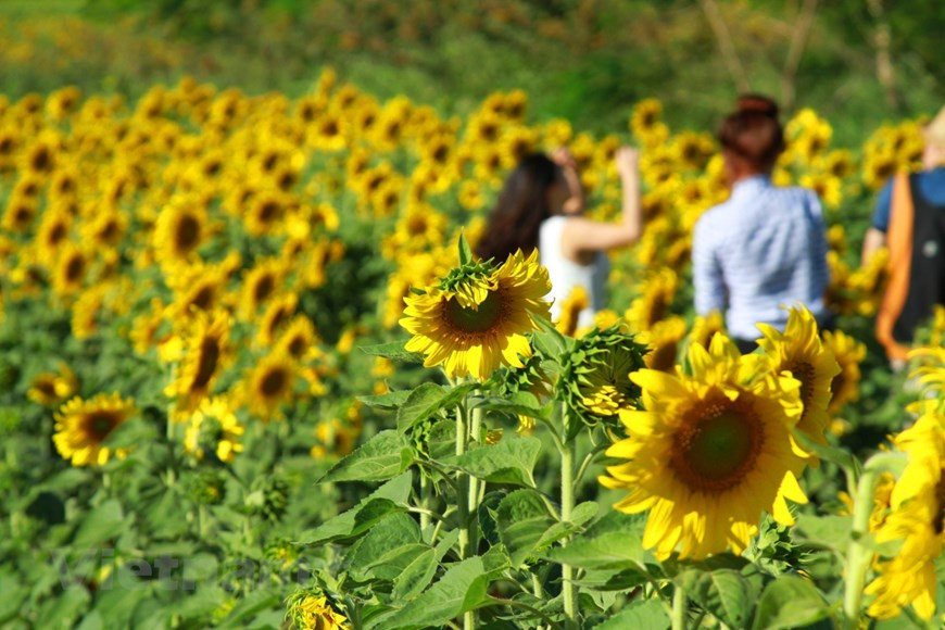Los girasoles son conocidos como las flores del verano en Da Lat y, además, resultan unas de las plantas más populares para decorar los espacios interiores durante la temporada. La característica más importante y por la que estas flores reciben su nombre, es su capacidad para seguir la ruta del sol, ya que giran en busca de la luz solar. El girasol tiene la capacidad de moverse y orientar sus hojas, sus tallos y sus flores hacia el sol de manera natural, a esto se le conoce como heliotropismo. Los girasoles buscan en todo momento la luz solar, por lo cual pueden llegar a torcerse y moverse hasta recibir la luz que necesitan. (Fuente: Vietnamplus) 