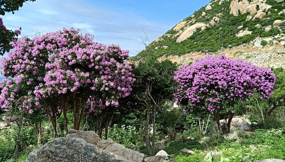 Las flores de Bang lang exhiben una belleza encantadora con el color púrpura (Fuente:VNA)