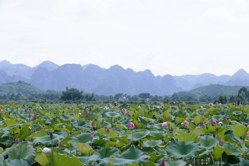 A unos 50 kilómetros del centro de Hanoi, los valles de loto en la comuna en An Phu brindan a los turistas paisajes maravillosos (Fuente: Vietnamplus)