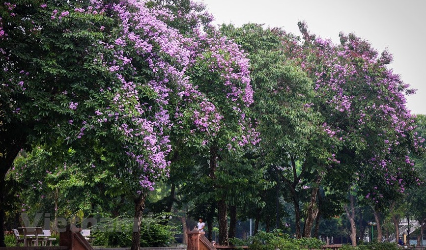 Árboles de Bang lang también se plantan en los parques para brindar espacios frescos a los caminantes (Fuente:Vietnamplus)
